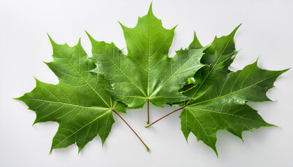several fresh green maple leaves are scattered against a clean white background for design use