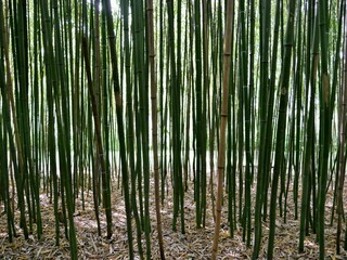 Bambusstängel im Botanischen Garten Hamburg
