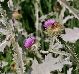 Rosa Distelblüte mit Insekt im Botnishen Garten