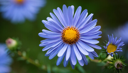 wood s light blue aster aster dumosus wood s light blue
