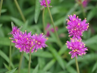 Kugelamarant (Gomphrena globosa)