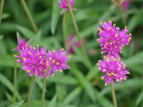 Kugelamarant (Gomphrena globosa)
