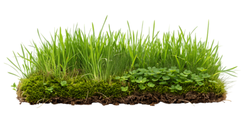 Vibrant green grass and moss texture closeup on transparent background