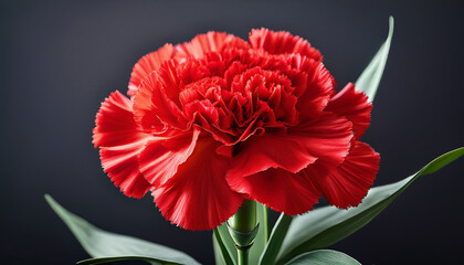 a vibrant red carnation flower with lush petals and green leaves