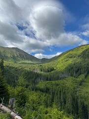 forest in the mountains