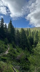 forest in the mountains
