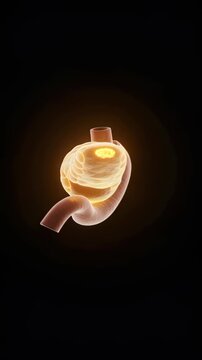 Detailed 3D animation of glowing human pancreas and duodenum rotating, highlighting internal structure and organ function