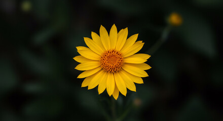Obraz premium A vibrant yellow daisy-like flower with a textured orange center, captured in a close-up shot against a blurred dark green foliage background.