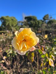 yellow flower in the garden