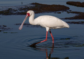 Side view of an Adrican spoonbill walking in shallow water
