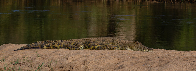 One crocodile basking in the sun on a river bank