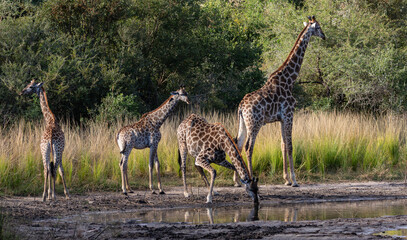 Four giraffes drinking water at a waterhole