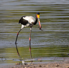 Saddle-billed stork with a frog which it caught in shallow water