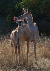 Watchful kudu cow with young calf in early morning sun