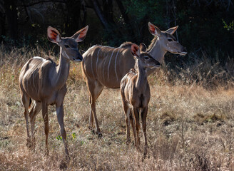Three kudu walking in the veld in early morning sun