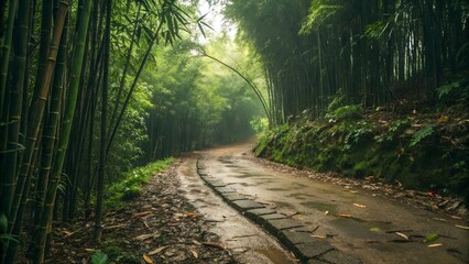 Muddy Path Through Lush Green Bamboo Forest.