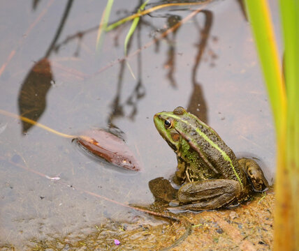 Frog amphibian sitting at side of pond in summer