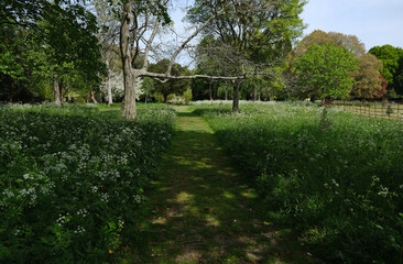 Peaceful footpath in a park lined with spring flowers and lush green trees under soft natural light