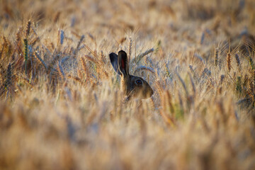 European Brown Hare Hiding in Golden Wheat Field During Golden Hour