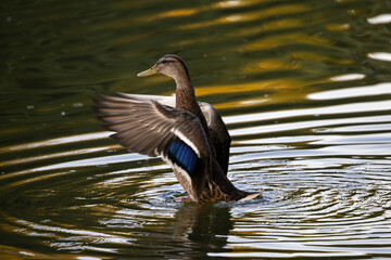 Mallard duck (female) enjoys the good summer weather on a pond in one of  Moscow parks