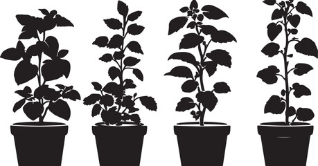 Potted Plant Silhouettes: Black and White Vector Graphics of Plants