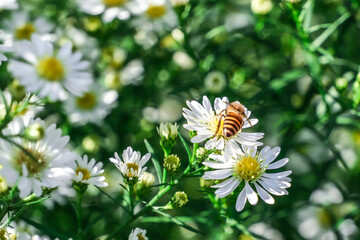 Honey bee collecting pollen from white daisy in summer garden