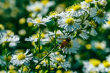 Honey bee collecting pollen on white daisy cluster in summer garden macro