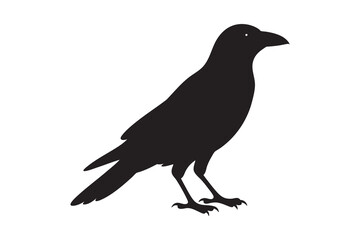 Black raven or crow, a solitary bird silhouette illustration, isolated on a white background