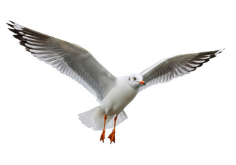 Fototapeta premium Graceful white seagull with grey wing tips and vibrant orange webbed feet, captured dynamically in mid-flight with powerful wings spread wide, isolated on a clean stark white plain background under