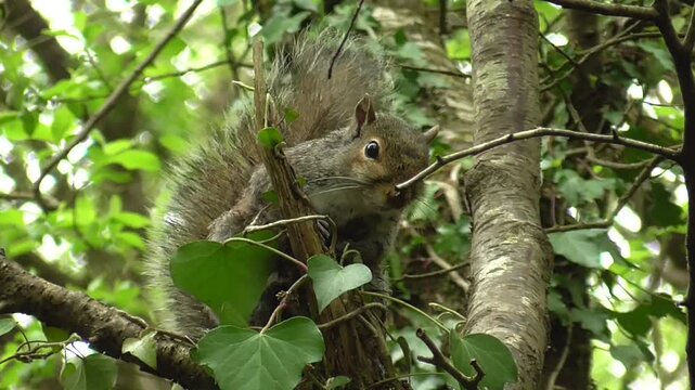 Grey Squirrel (Sciurus carolinensis) Perched in a Tree