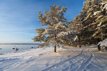 Beautiful winter forest with car tracks on fresh snow.