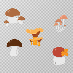 Set of different mushrooms autumn PNG collection
