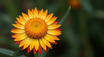 Fototapeta premium A vibrant strawflower blossom displays bright yellow petals tipped with red, set against a blurred green background of leaves and stems.