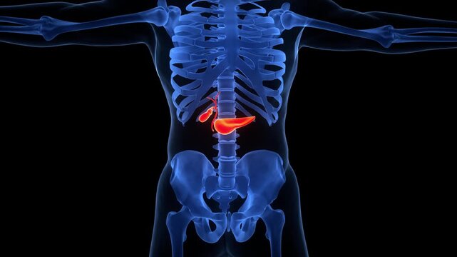 Human Internal Organs Pancreas with Gallbladder Anatomy Animation Concept