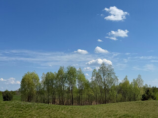 Green trees in field and blue sky