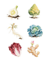 Naklejka premium set of vegetables isolated on white