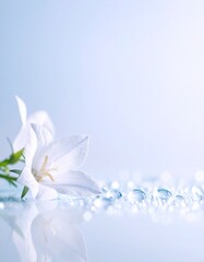 Fototapeta premium Bellflower flower background