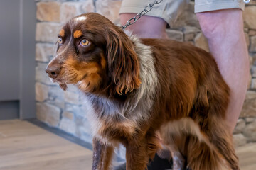 One Brown Dog on Leash Indoors with Curious Expression.