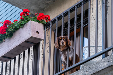 One Dog Looking Out from Balcony Beside Red Flowers.