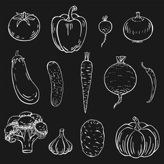 Set of vegetables. Hand drawn vector illustration.