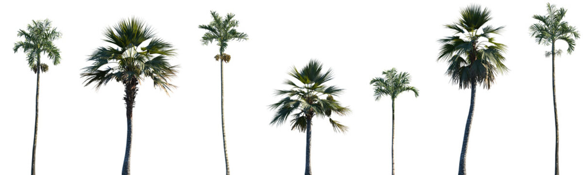 Set of Areca catechu and Pritchardia pacifica frontal isolated png on a transparent background perfectly cutout
