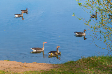 Blässgänse und Küken auf See