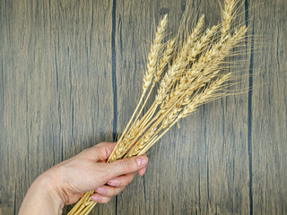 Female hand holding decorative ears of corn above wooden table, space for text