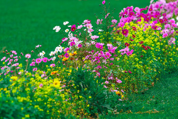 kolorowa łąka kwietna z barwnymi kwiatami © Henryk Niestrój