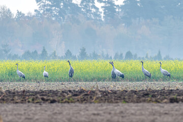 żurawie na polu obok zabudowań