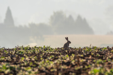 zając szarak na polu siedzi i obserwuje