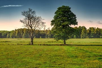 suche drzewo obok zielonego drzewa na łące jako symbol zmian i różnic © Henryk Niestrój
