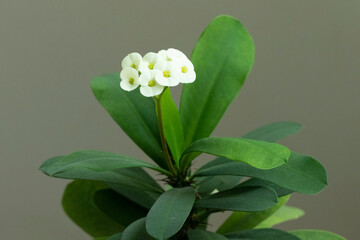 Flowers of the Crown of Thorns (Euphorbia lophogona) boasts vibrant, long-lasting flowers, often in...