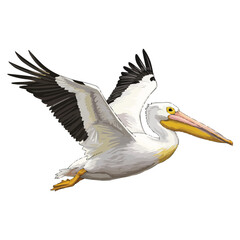 Obraz premium American White Pelican in Flight