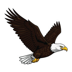 Obraz premium american bald eagle
